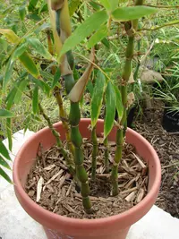 puntingpole bamboo