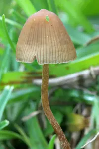 Psilocybe mexicana (Psilocybe mexicana) plant
