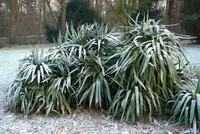 Yucca gloriosa in winter