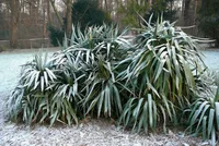 Yucca gloriosa in winter
