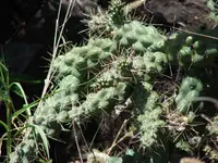 Chain-link Cholla