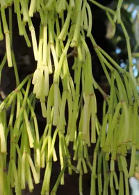 Rhipsalis clavata (Rhipsalis clavata) plant