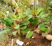 Madagascar jewel (Euphorbia leuconeura) plant