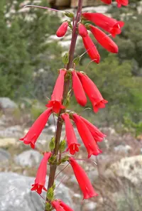 firecracker penstemon (Penstemon eatonii) plant