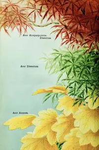 Golden Full Moon Maple (Acer shirasawanum 'Aureum') plant