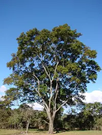 Red Angico (Anadenanthera colubrina) plant
