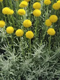 Lavender Cotton