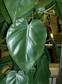 Heartleaf philodendron (Philodendron hederaceum) plant
