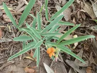 Orange Hoarypea (Tephrosia elongata) plant