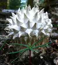 Sculpted Puffball