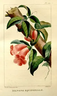 Bignonia aequinoctialis
