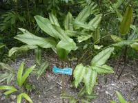 Pin-stripe calathea