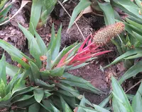 Aechmea ornata (Aechmea ornata) plant