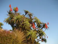 Candelabra aloe