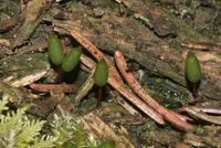 buxbaumia moss