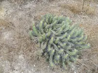 ladyfinger cactus