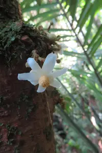 Carpotroche longifolia