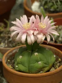 Cactus