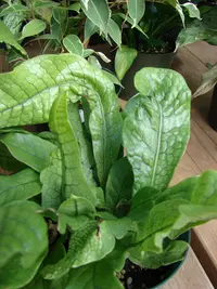 Microsorum musifolium (Microsorum musifolium) plant
