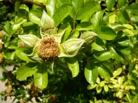 Macartney rose