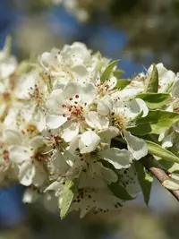 Almond-leaved pear (Pyrus spinosa) plant