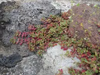 Florida Hammock Sandmat (Euphorbia ophthalmica) plant