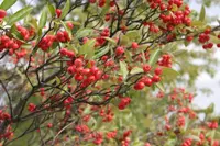 red chokeberry (Aronia arbutifolia) plant