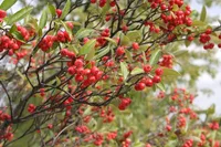 red chokeberry