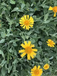 huisache daisy