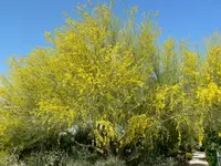blue paloverde