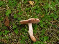 Scaly Wood Mushroom