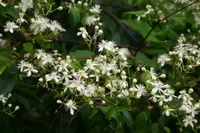 wild clematis