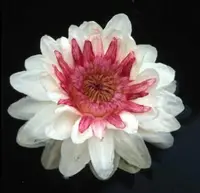 Santa Cruz water-lily