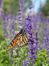 Mealycup sage