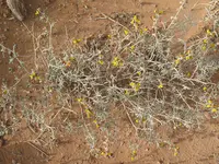 Crotalaria saharae plant