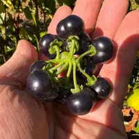 black nightshade
