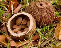 brazilnut