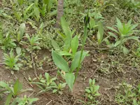 crowdipper (Pinellia ternata) plant
