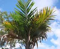 Syagrus comosa