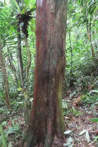 British Honduras yellowwood