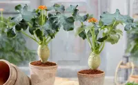 Jatropha podagrica