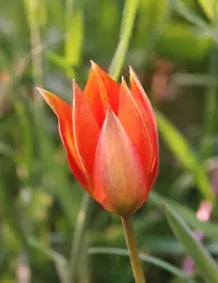 orange wild tulip (Tulipa orphanidea) plant