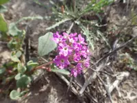 slender sand verbena (Abronia gracilis) plant