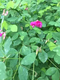Rosy-flowered Everlasting-pea (Lathyrus roseus) plant