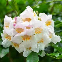 White flowers