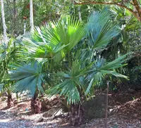 Livistona speciosa (Livistona speciosa) plant