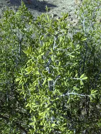 Texas persimmon (Diospyros texana) plant