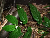 Begonia taiwaniana