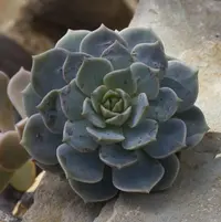 × Graptoveria