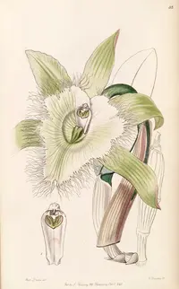 Digby's Beaked Laelia
